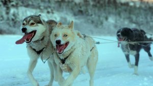Image of sled dogs running in the snow from 'Folktales.'