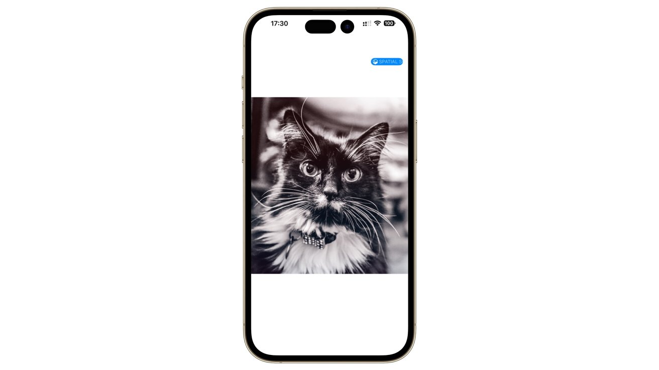 A black and white cat with a bow tie collar stares intently, captured on a smartphone screen.
